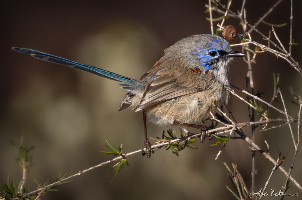 Blue-breasted Fairywren