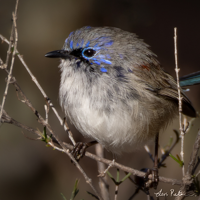 Blue-breasted Fairywren