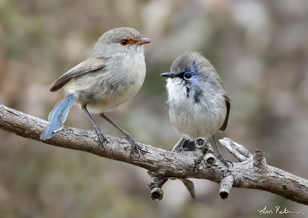 Blue-breasted Fairywren