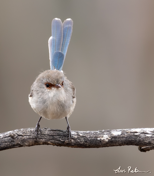 Blue-breasted Fairywren