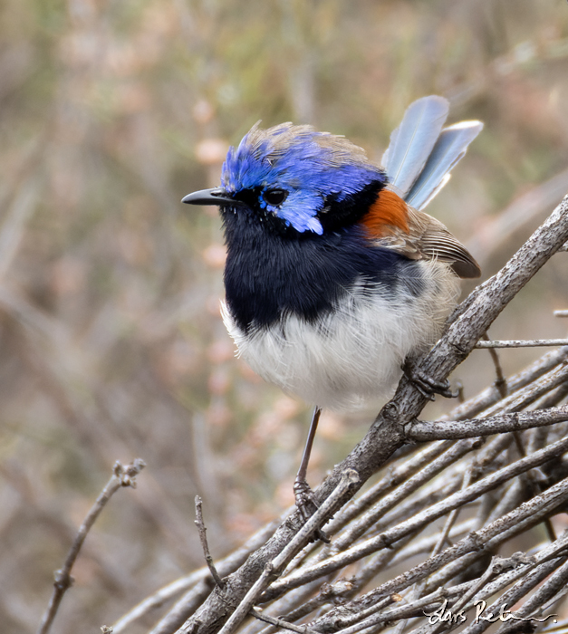 Blue-breasted Fairywren