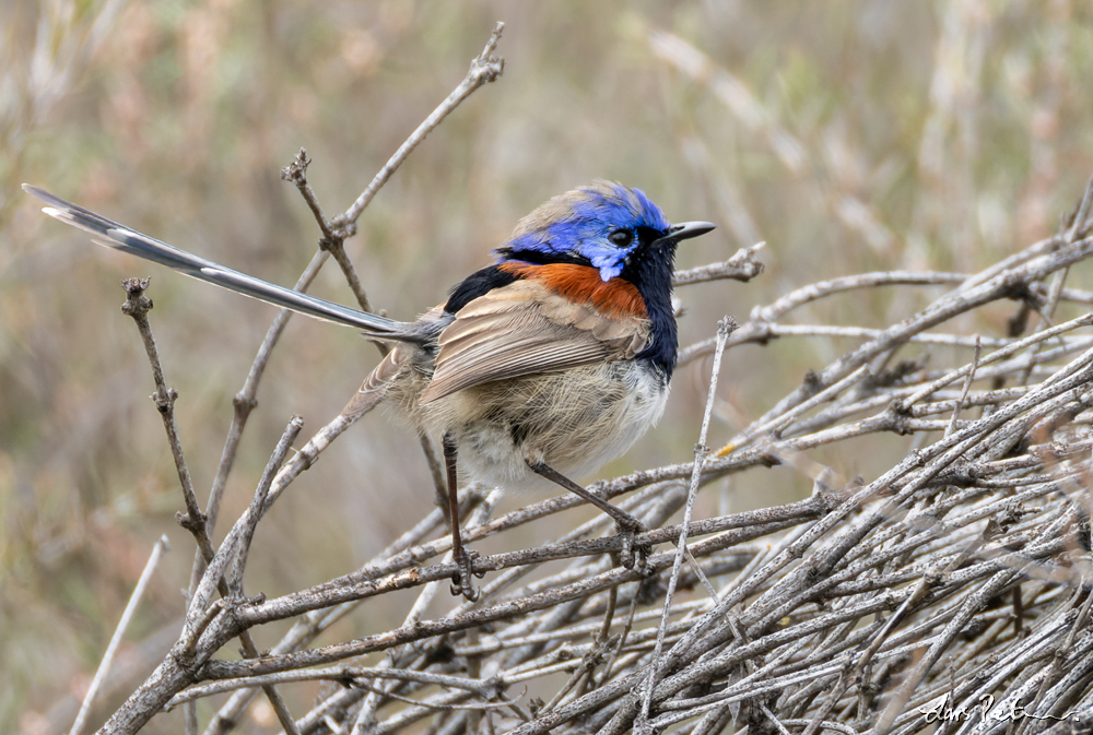 Blue-breasted Fairywren