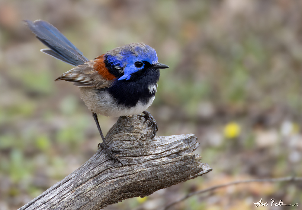 Blue-breasted Fairywren