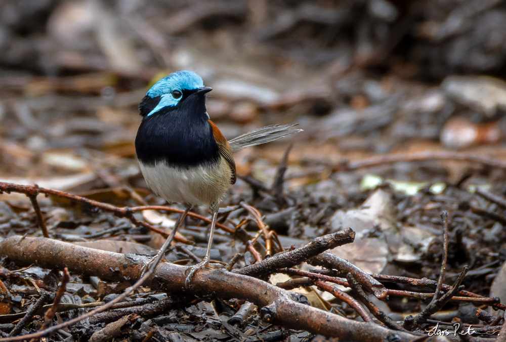 Red-winged Fairywren