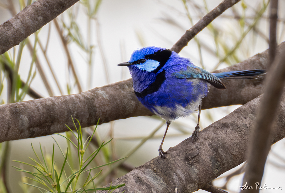 Splendid Fairywren