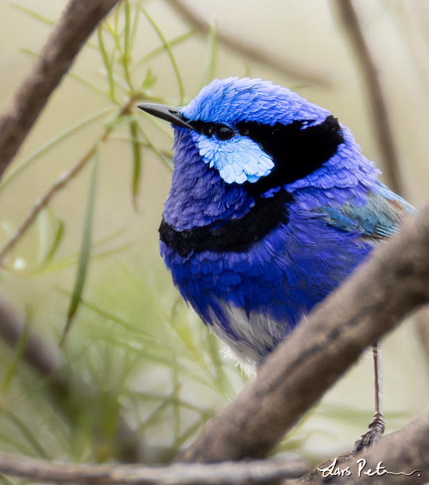 Splendid Fairywren