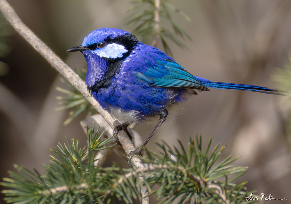 Splendid Fairywren