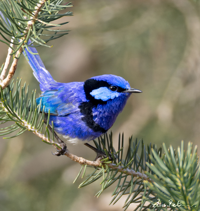 Splendid Fairywren