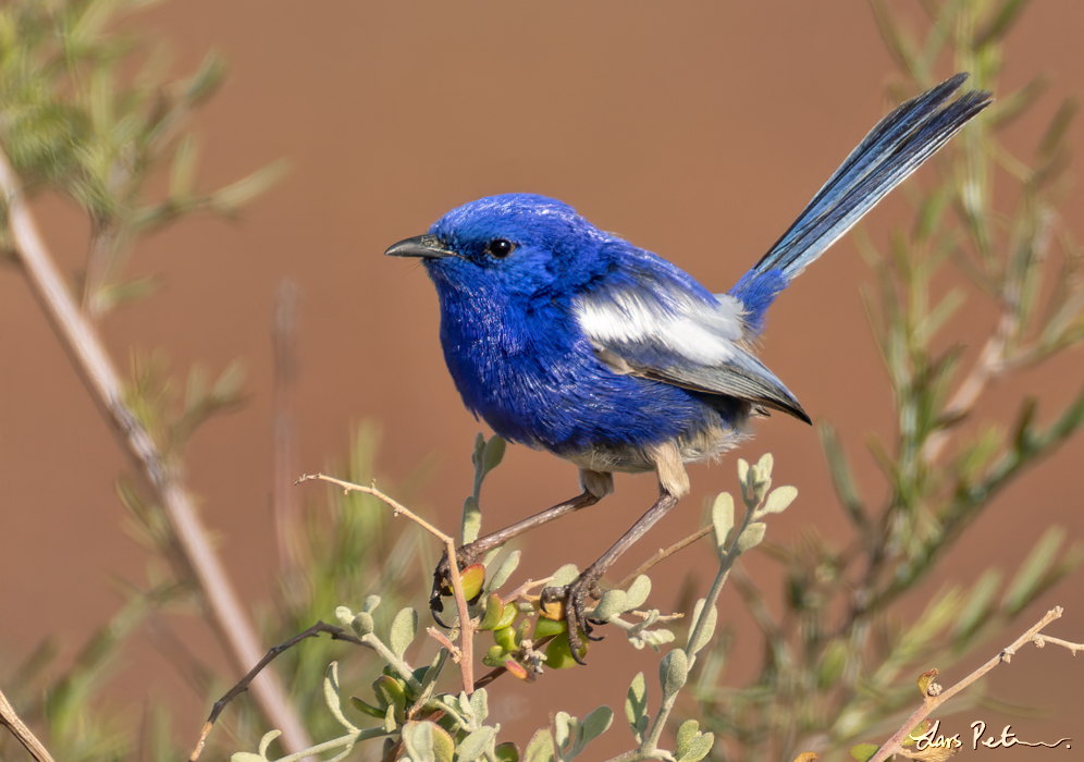 White-winged Fairywren