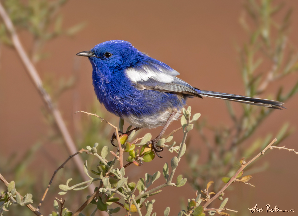 White-winged Fairywren