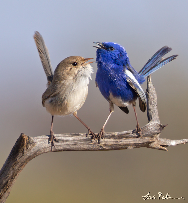 White-winged Fairywren