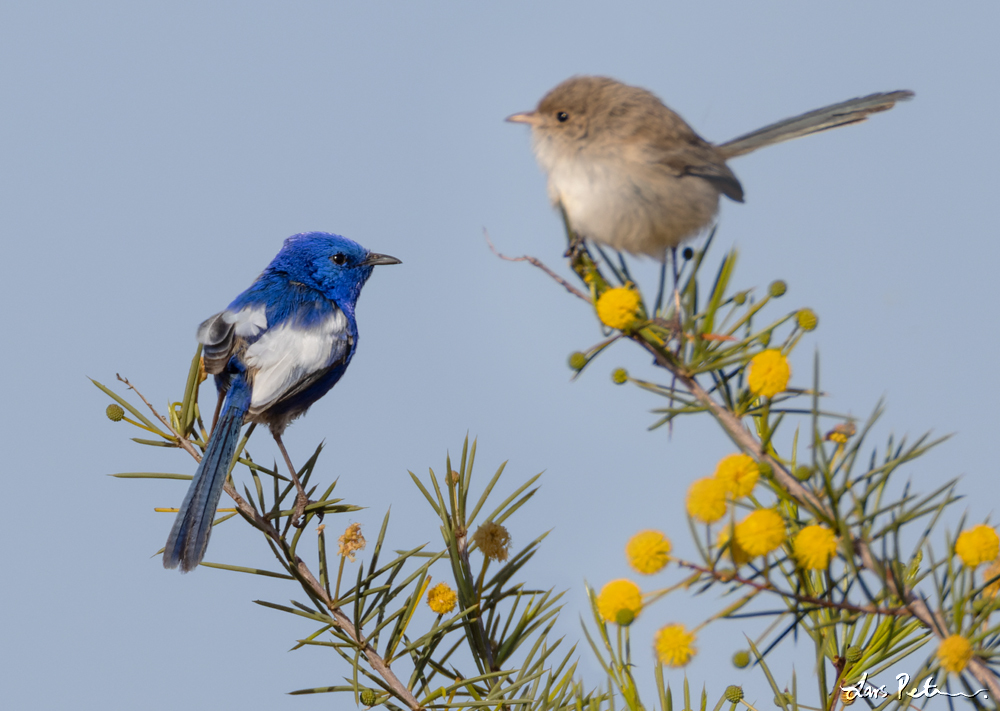 White-winged Fairywren