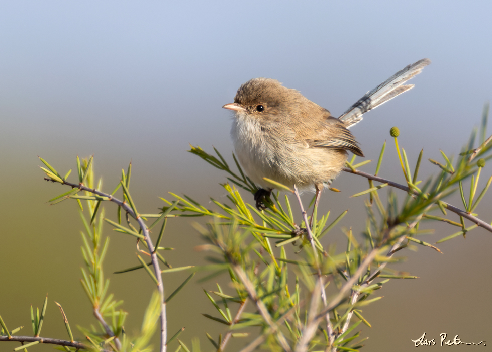 White-winged Fairywren