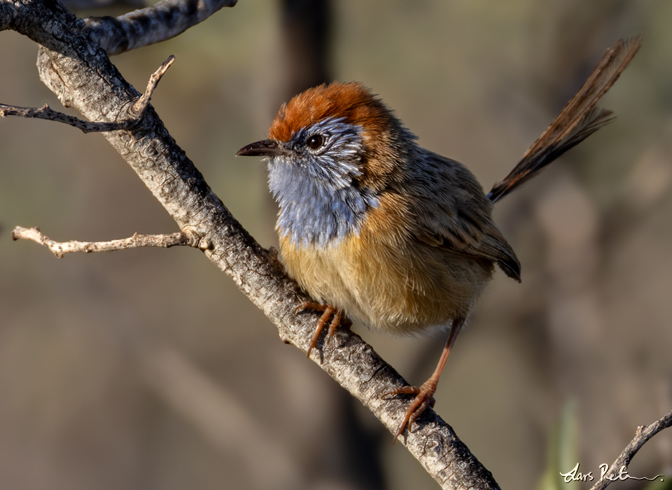 Rufous-crowned Emu-wren