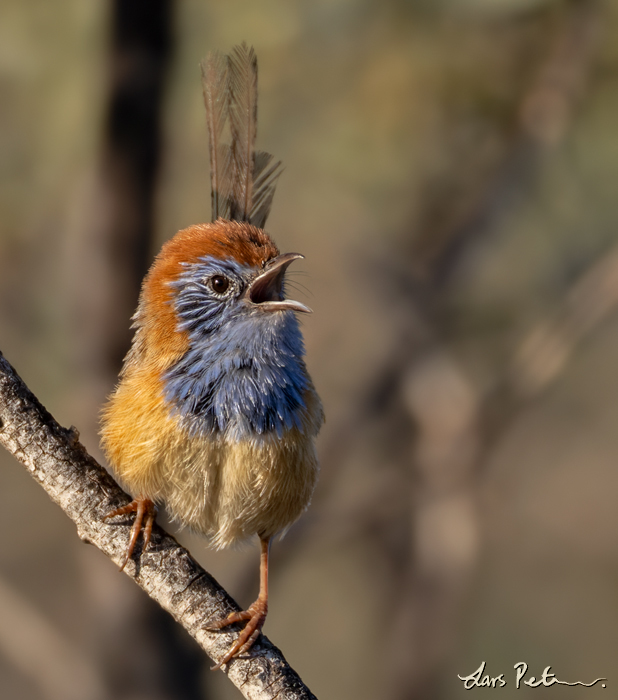 Rufous-crowned Emu-wren