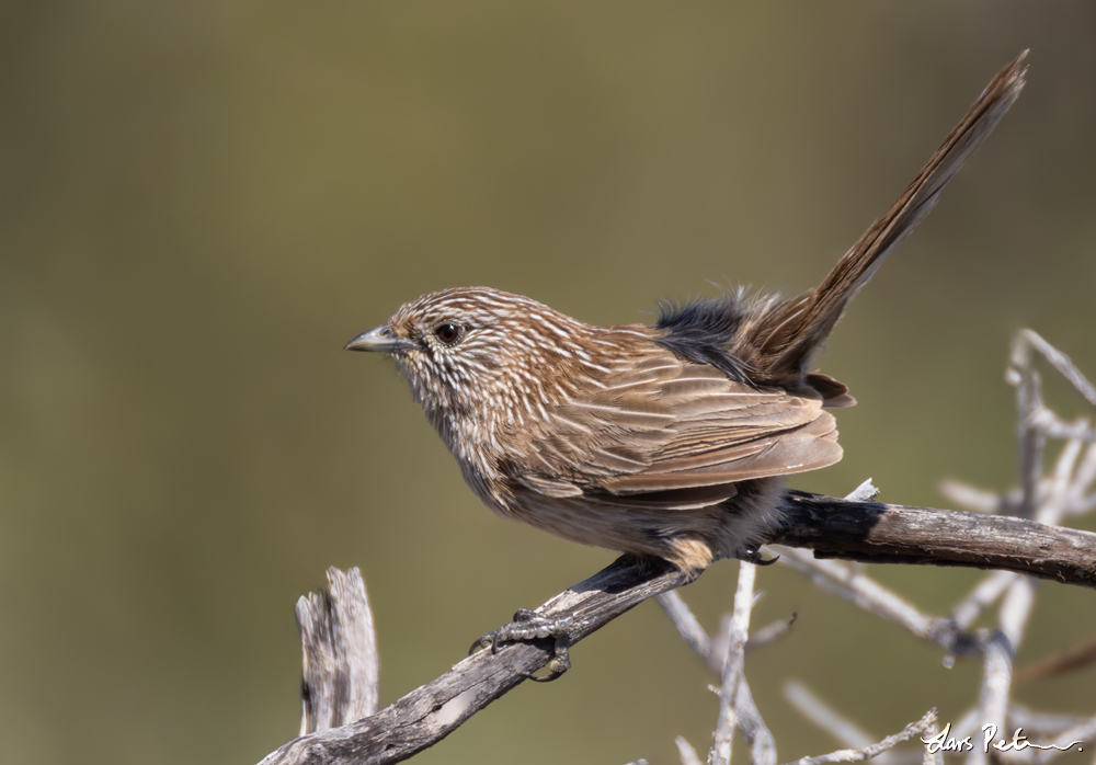 Western Grasswren