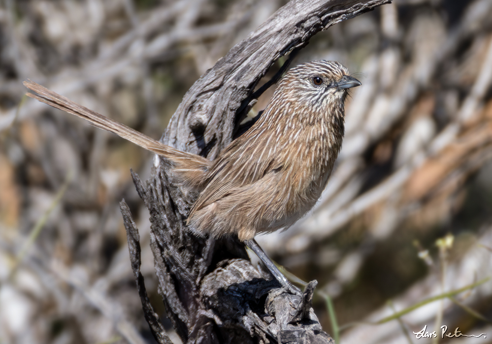 Western Grasswren