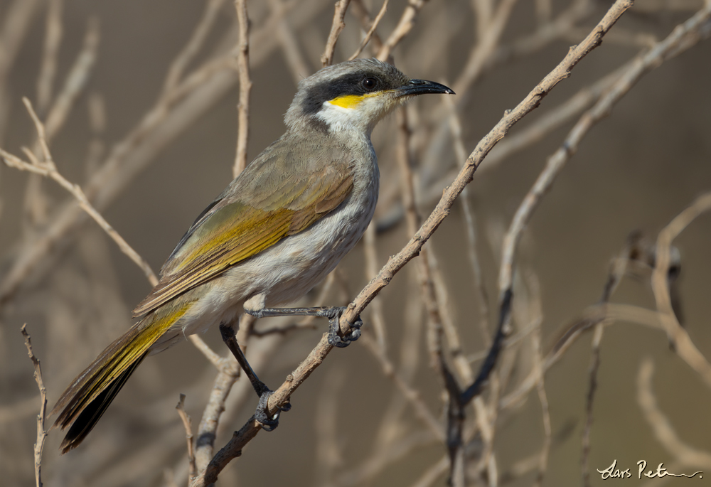 Singing Honeyeater