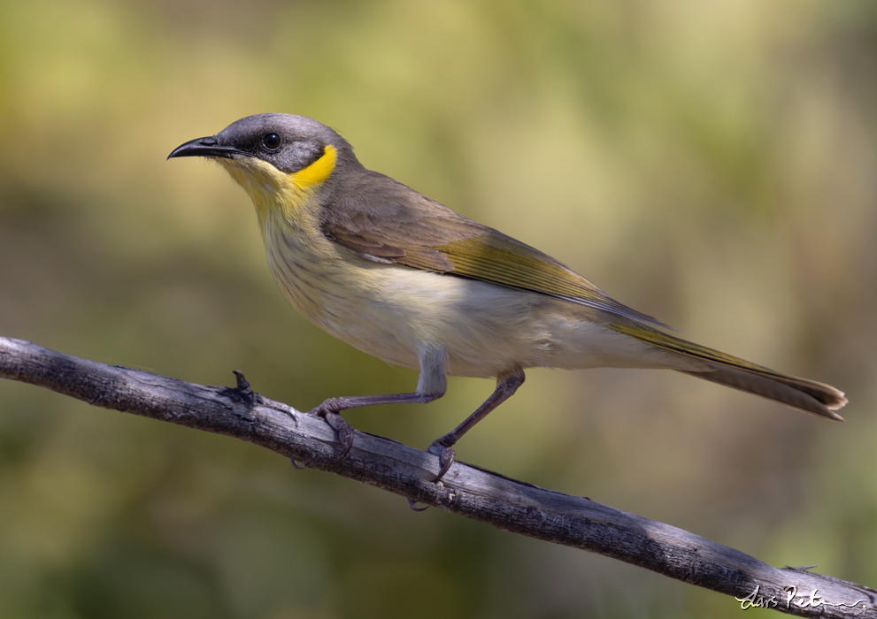 Grey-headed Honeyeater