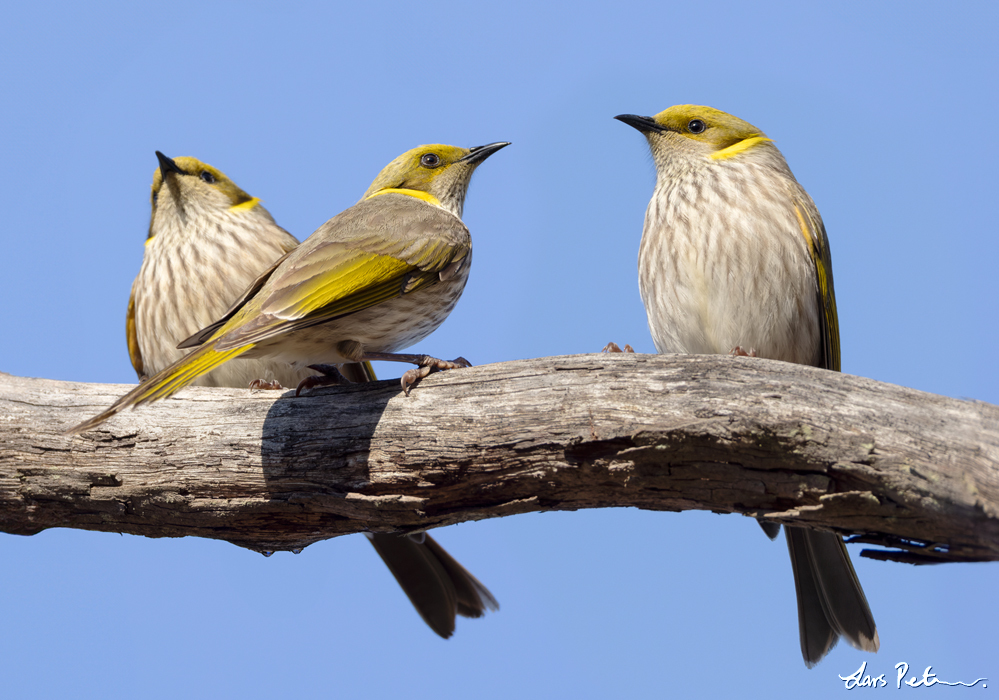 Yellow-plumed Honeyeater