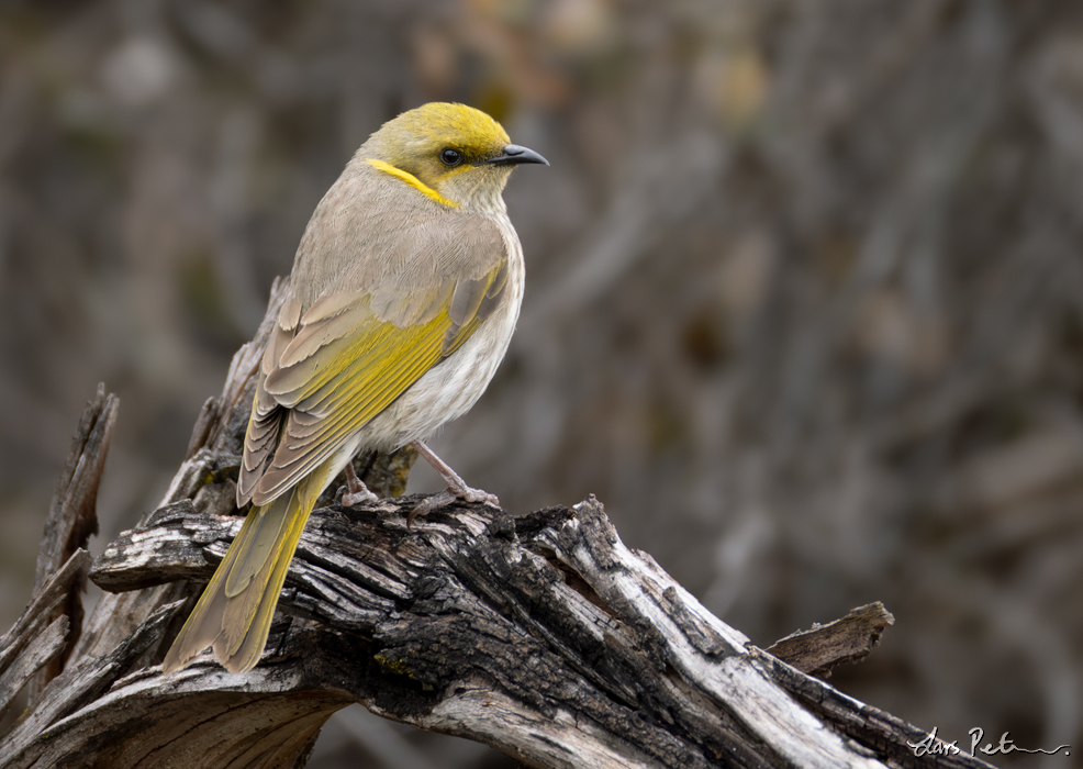 Yellow-plumed Honeyeater