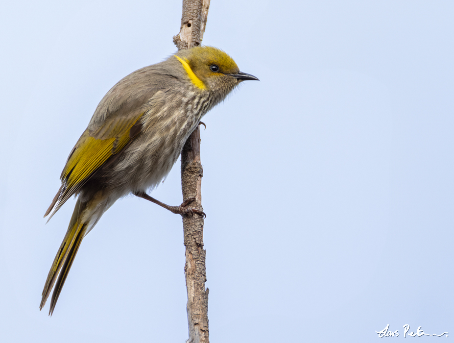 Yellow-plumed Honeyeater