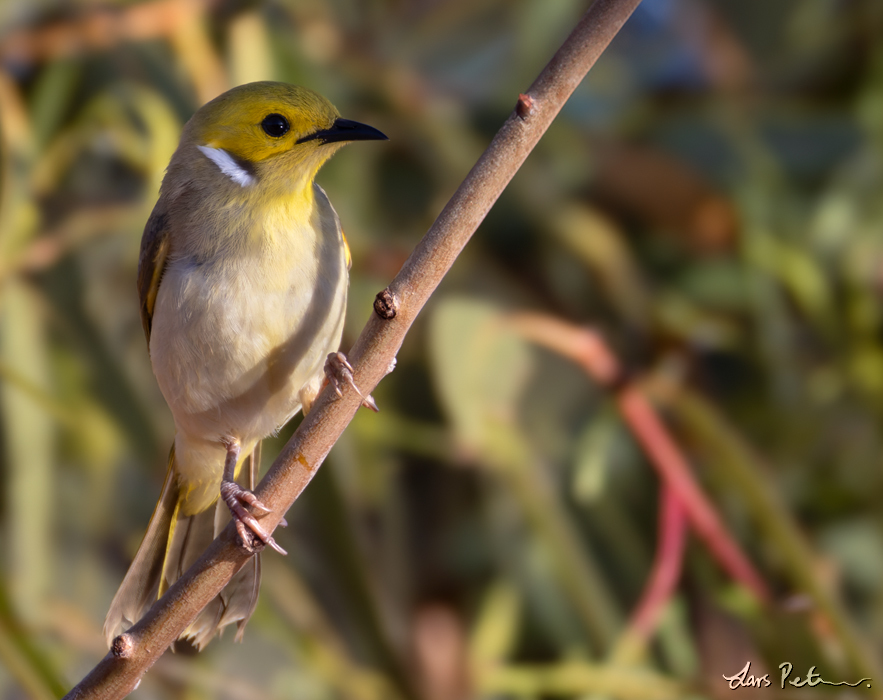 White-plumed Honeyeater