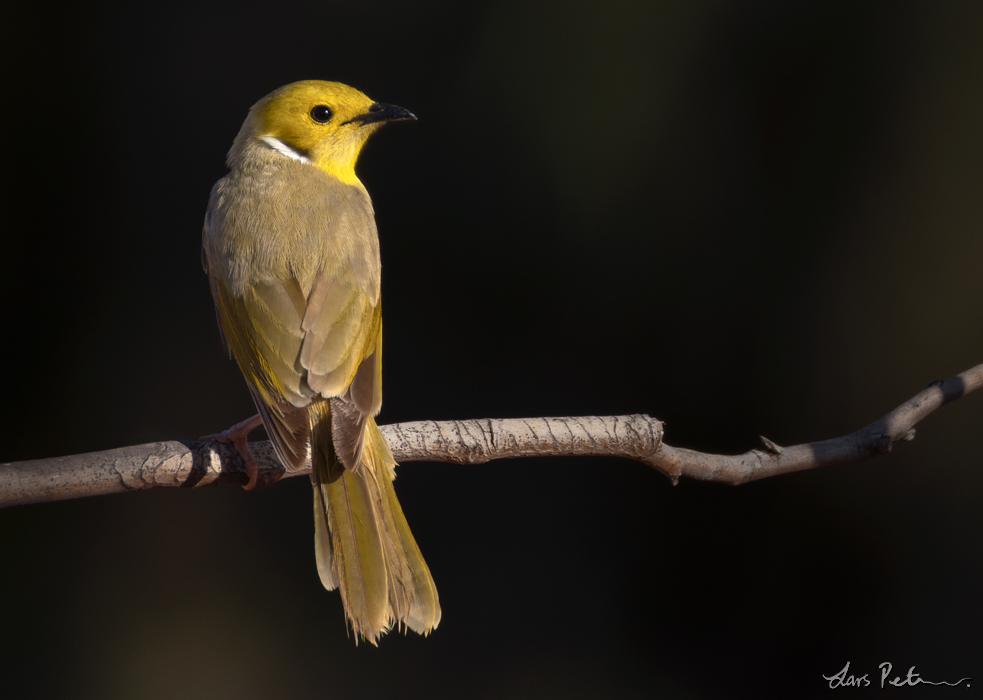 White-plumed Honeyeater