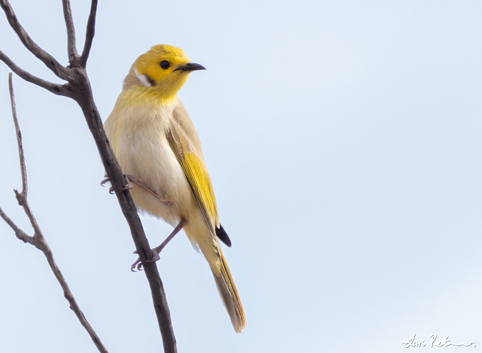 White-plumed Honeyeater