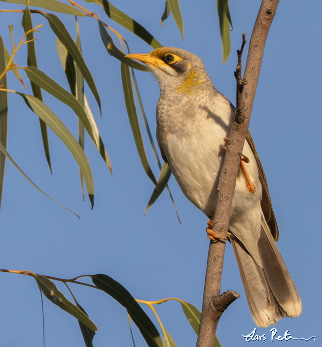 Yellow-throated Miner