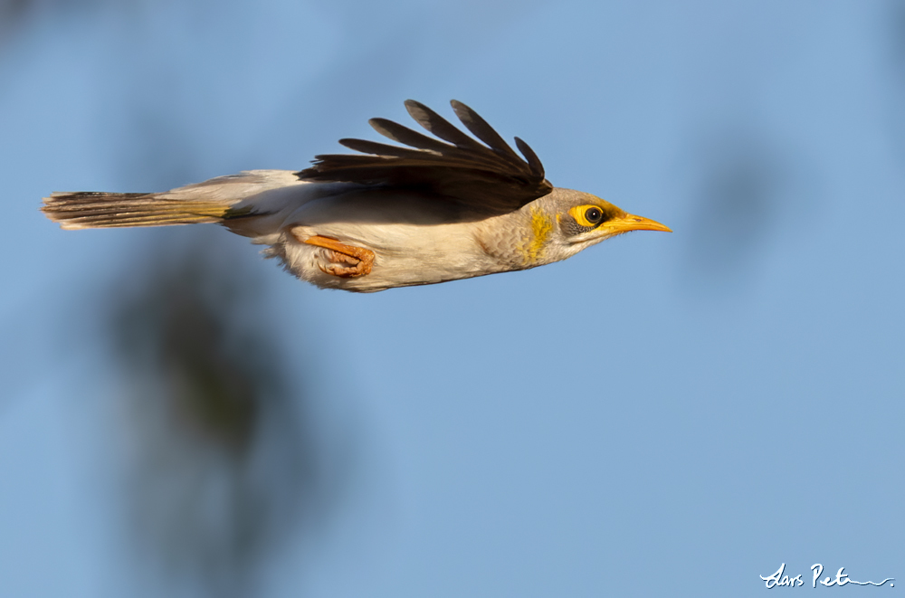 Yellow-throated Miner