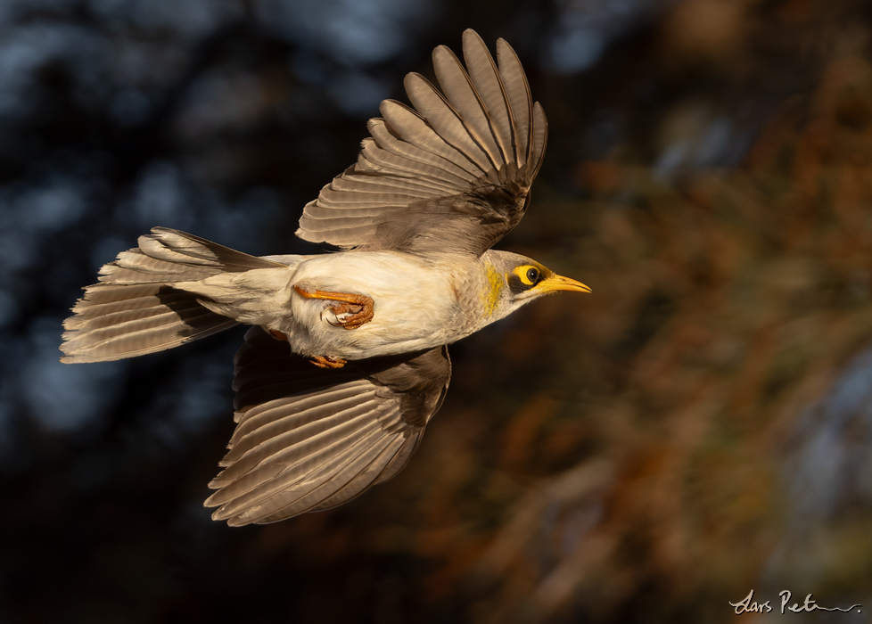 Yellow-throated Miner