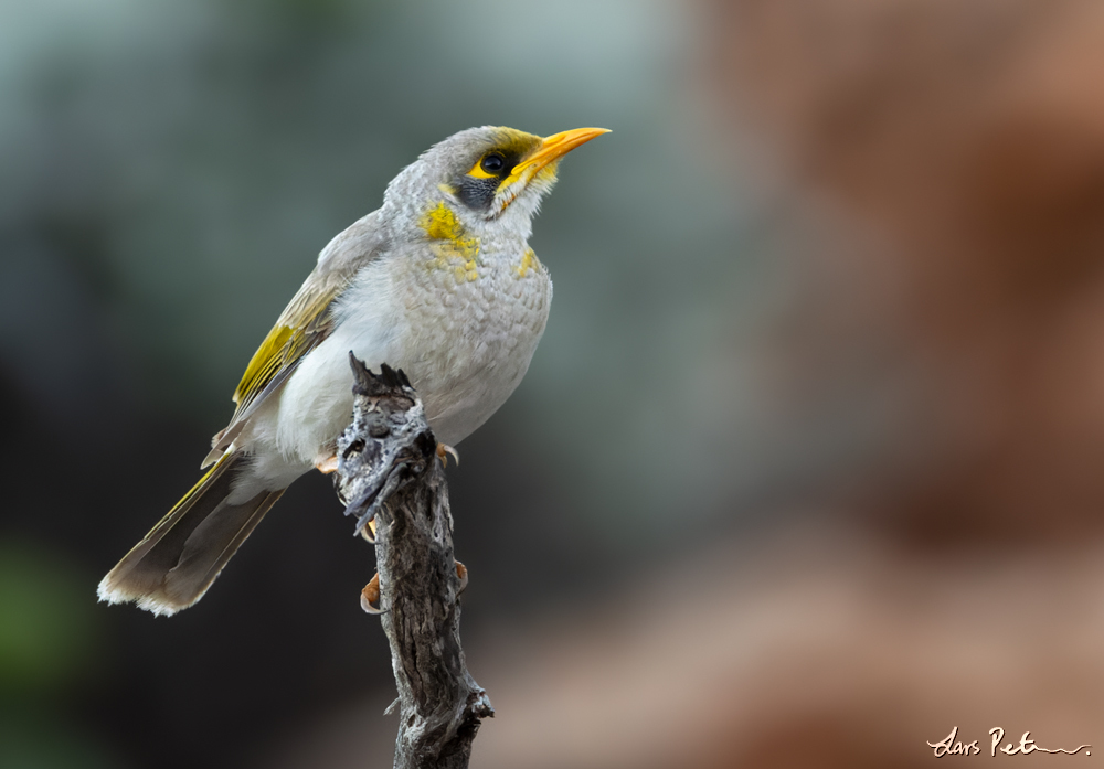 Yellow-throated Miner