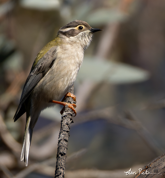 Brown-headed Honeyeater