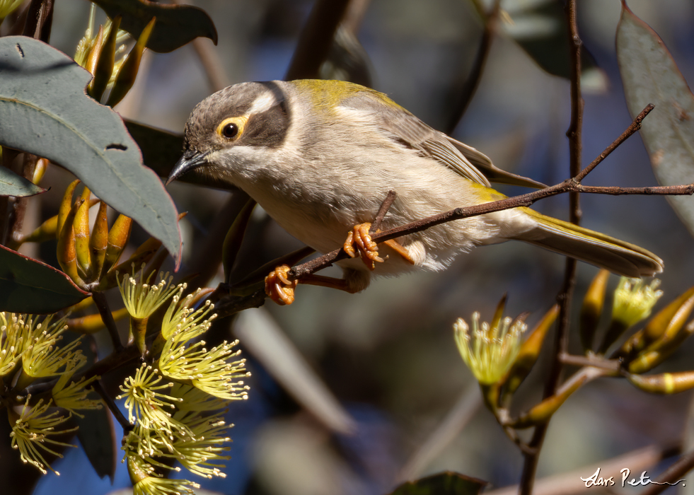 Brown-headed Honeyeater