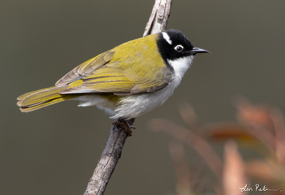 Gilbert's Honeyeater