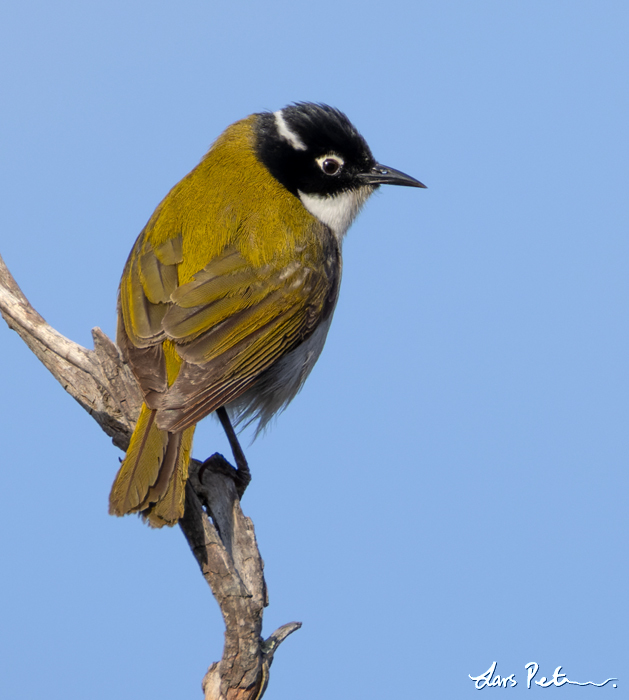 Gilbert's Honeyeater