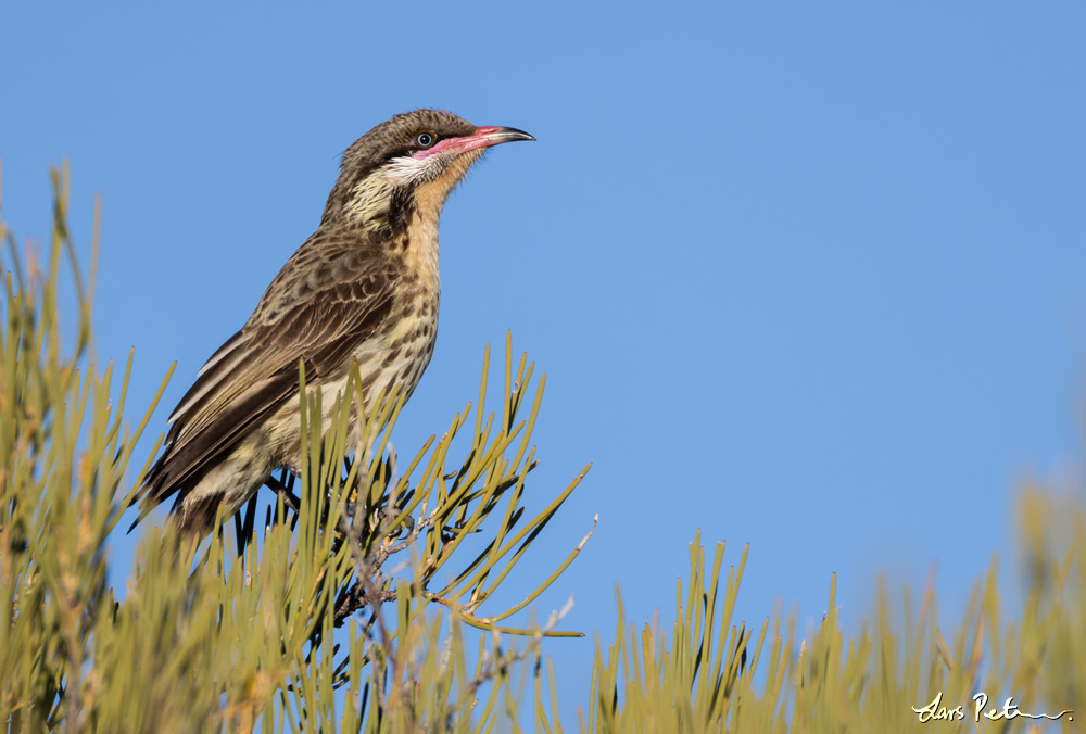 Spiny-cheeked Honeyeater