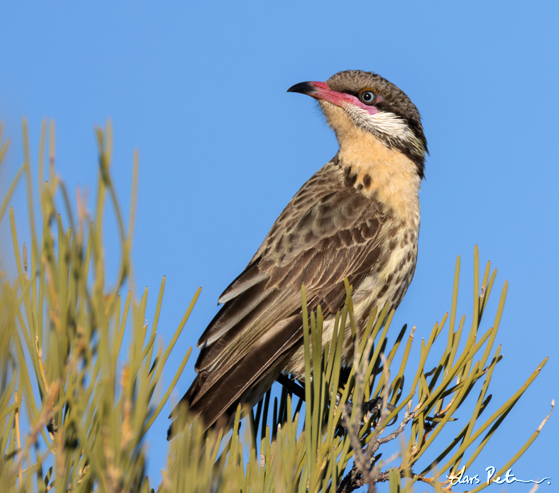 Spiny-cheeked Honeyeater