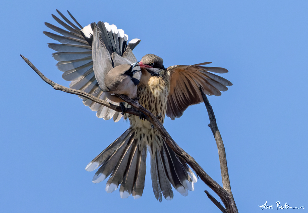 Spiny-cheeked Honeyeater