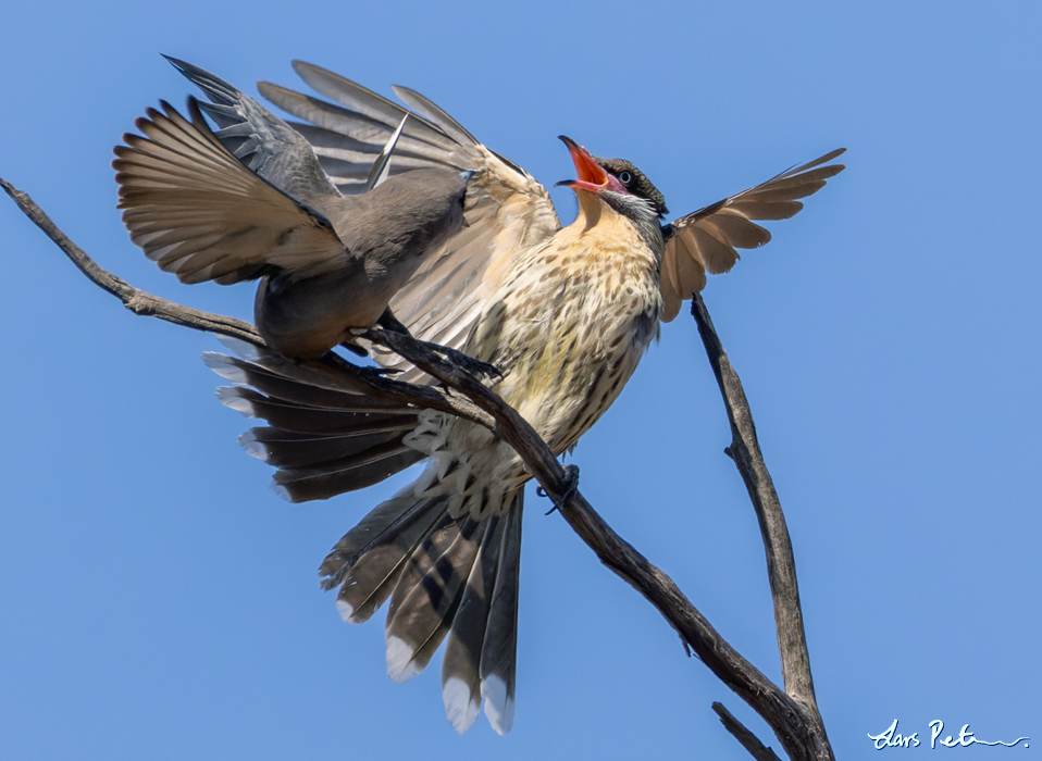 Spiny-cheeked Honeyeater