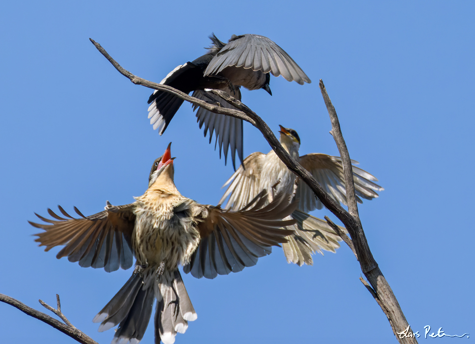 Spiny-cheeked Honeyeater