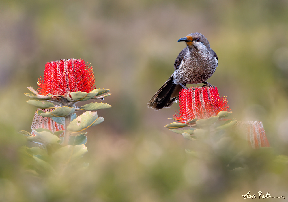 Western Wattlebird