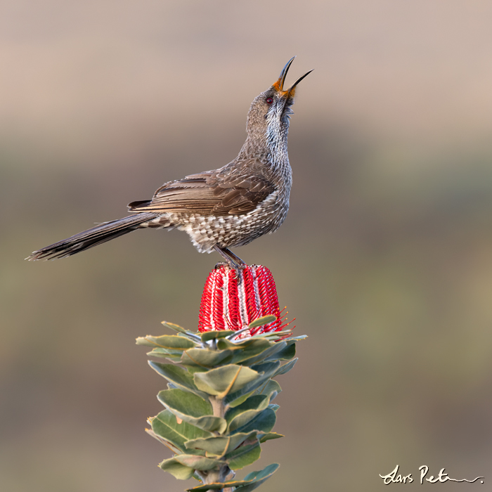 Western Wattlebird