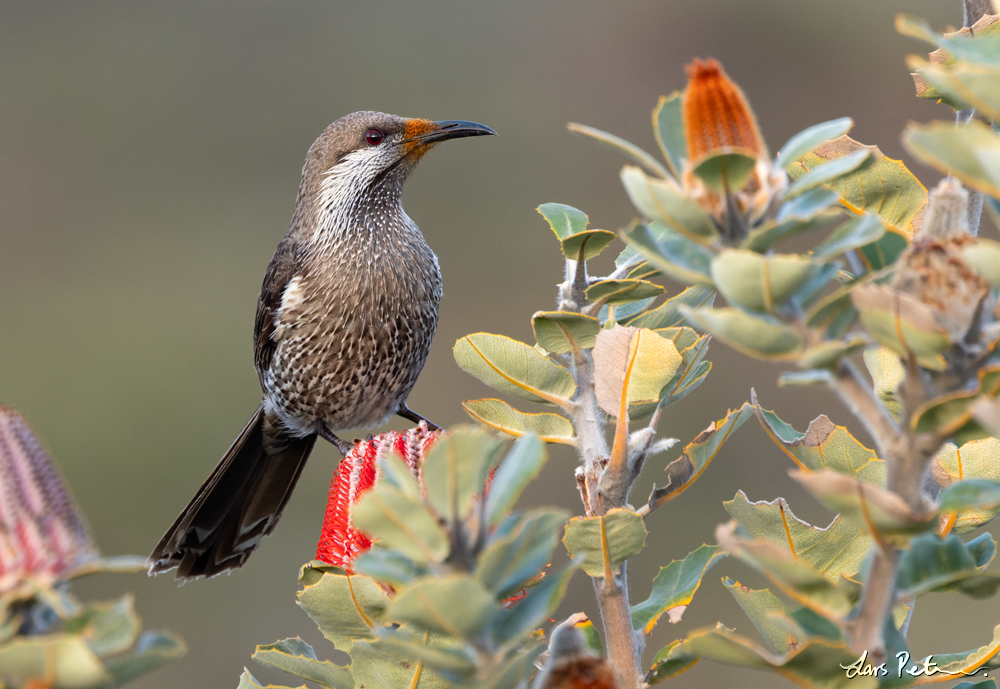 Western Wattlebird