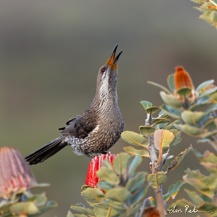 Western Wattlebird