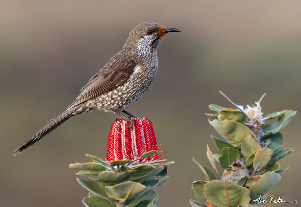 Western Wattlebird