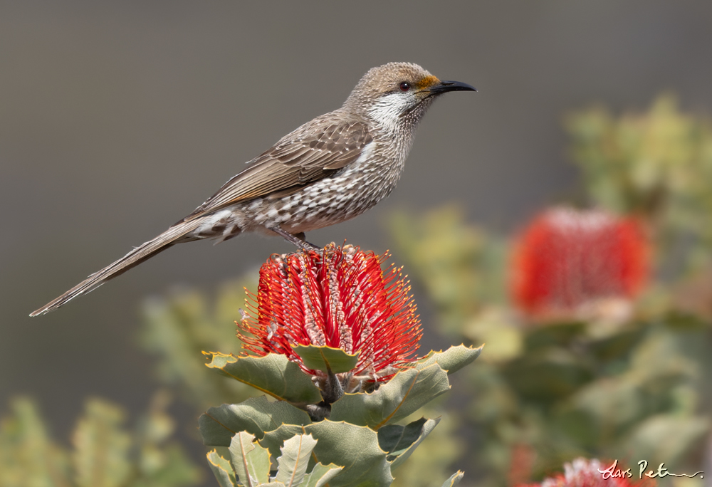 Western Wattlebird