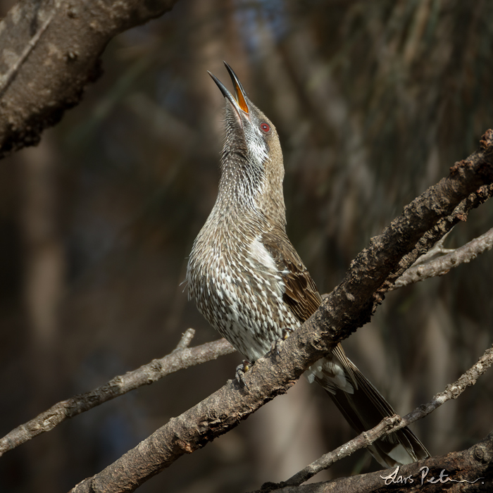 Western Wattlebird