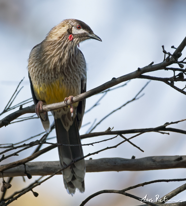 Red Wattlebird